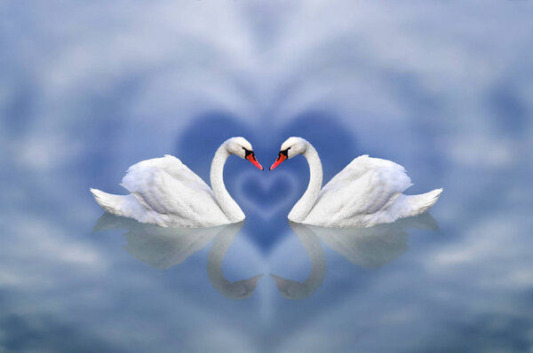 Greeting card from February 14 as an invitation to Valentine's Day. A pair of swans in love framed by a cloudy heart against a white-blue sky pond.