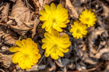 Geçen yıl sonbahar yaprakları arka planı sarı kardelen çiçek açan bahar.
