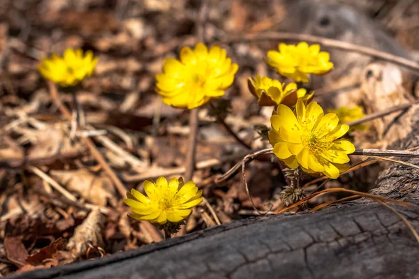 Våren blommande av gula snödroppar mot bakgrund av sista år höst lövverk. — Stockfoto