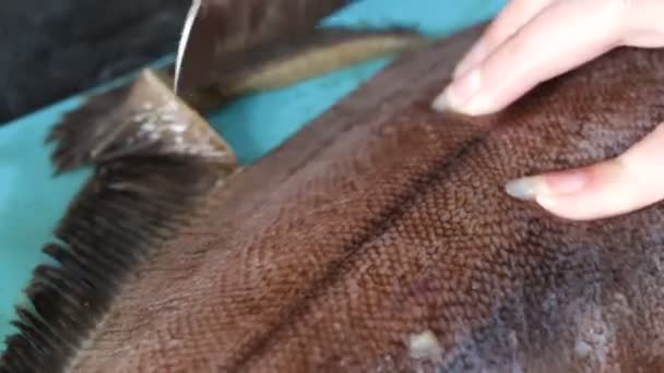 Coupe et éviscération de la plie dans le cadre du processus de préparation du poisson de mer pour la cuisson et la friture — Video