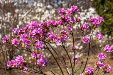 Çiçek açan pembe çiçekler rhododendron. Parkta bahar çiçeği