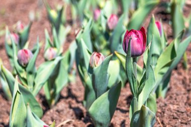 Lale yataklarında genç çiçekler açıyor. Baharın gelişiyle halka açık bir parkın bahçesinde Mayıs ayının başlangıcı çiçek açtı