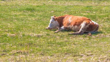 Bir bahar veya yaz çayır yeşil çim üzerinde dinlenme