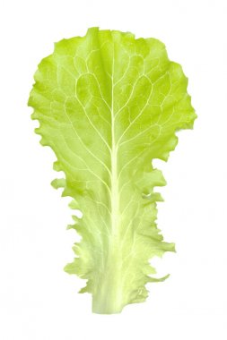 Marul veya Lactuca sativa Yeşil yaprak papatya ailesinin yıllık bitki, Asteraceae beyaz arka plan üzerinde izole