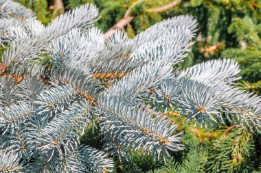 Mavi ladin dallarının arka planı. Mavi ladin dalları ve parlak iğnelerin arka planı..