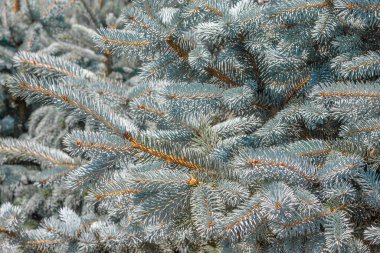 Mavi ladin dallarının arka planında mavi ladin ve parlak iğneler var.