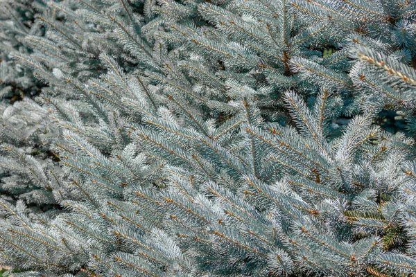 Achtergrond van blauwe sparren takkenAchtergrond van takken van blauwe sparren en heldere naalden — Stockfoto