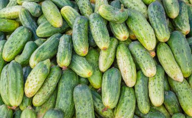 Taze olgun ve doğal salatalıkların katı arka planı