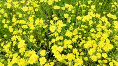 Doronicum plantagineum ya da helopsis olarak bilinen büyük sahte leopar otu, parlak sarı çiçeklerle çiçek açıyor..
