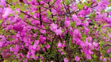 Rüzgarda sallanan pembe çiçeklerle açan kiraz dalları.