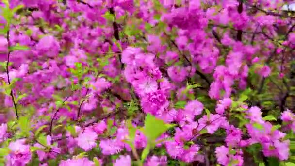 Fioritura Rami Ciliegio Con Fiori Rosa Ondeggiano Nel Vento — Video Stock