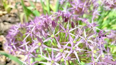 Allium cristophii çiçek sapları pembe çiçekler ve arılar onları tozlaştırıyor