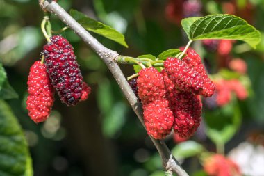 Taze dut, siyah ve kırmızı dut ağacının dalını üzerinde.