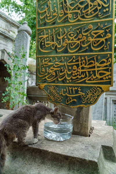 Gato Frente Sufi Gravestone Istambul Turquia — Fotografia de Stock