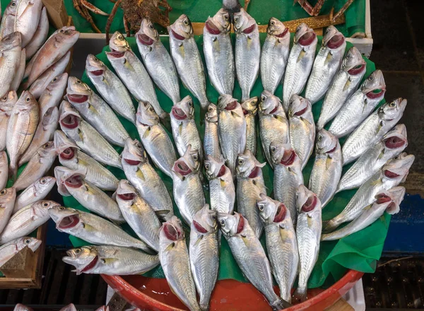 Різні Риби Стамбул Цех Риби — стокове фото
