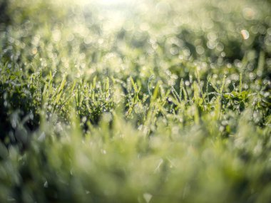 Güneş ışığı ve bokeh taze yeşil çimen çiy ile damla.