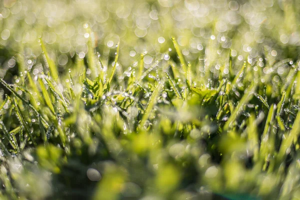Свежая Зеленая Трава Капельками Росы Солнце Боке — стоковое фото