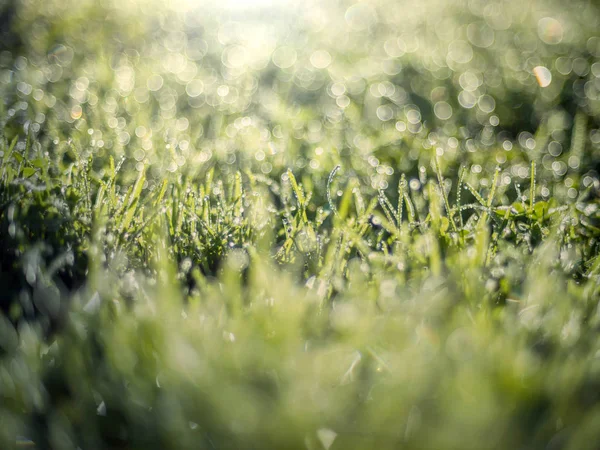햇빛과 Bokeh에 신선한 잔디가 — 스톡 사진