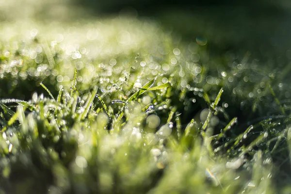 Hierba Verde Fresca Con Gotas Rocío Sol Bokeh —  Fotos de Stock