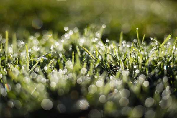 Frisse Groene Gras Met Dauw Druppels Zon Bokeh — Stockfoto