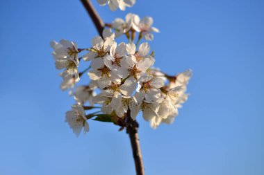 Güzel kiraz çiçekleri ilkbaharda mavi gökyüzünde.