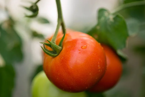 Organic Tomatoes Grown Branch Greenhouse — Stock Photo, Image