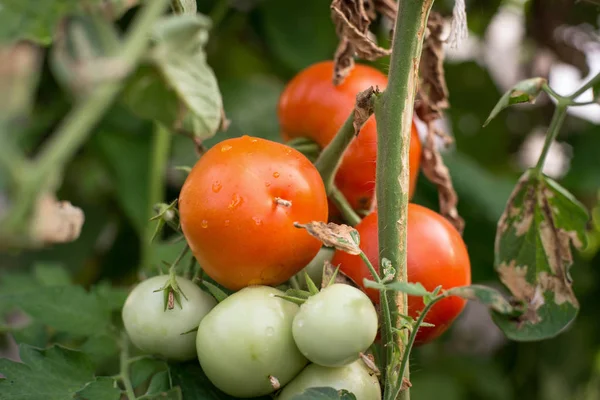 Organic Tomatoes Grown Branch Greenhouse — Stock Photo, Image