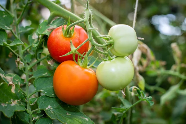 Tomates Orgânicos Cultivados Galho Estufa — Fotografia de Stock