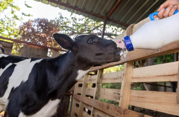 Małe Krowy Żywiące Się Butelką Mleka — Zdjęcie stockowe