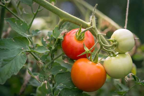 Organic Tomatoes Grown Branch Greenhouse — Stock Photo, Image