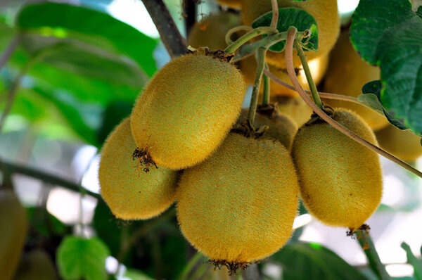 Плоды киви на ветке дерева. Спелые плоды органического выращивания киви
.