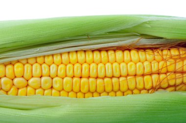 Beyaz bir arka plan üzerinde izole Mısır kulak. Taze Mısır Mısır koçanı.