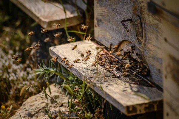 Včely Létání Před — Stock fotografie