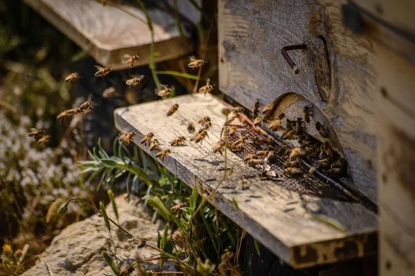 Abejas Volando Frente Una Colmena — Foto de Stock