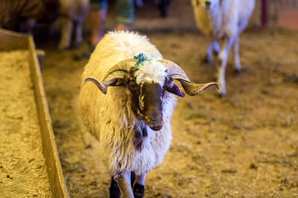 O conceito de Véspera da Festa do Sacrifício com um carneiro adulto . — Fotografia de Stock