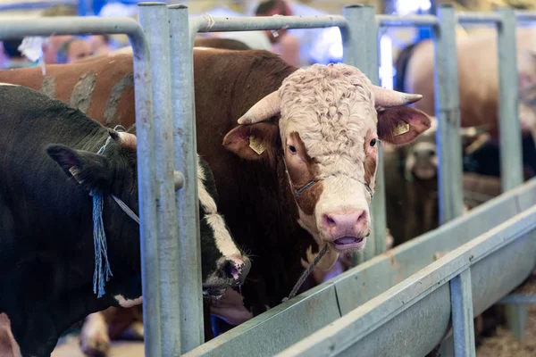 Försäljning av offer boskap. Adult Bull — Stockfoto