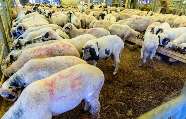 O conceito de Véspera da Festa do Sacrifício com um carneiro adulto . — Fotografia de Stock