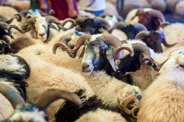 O conceito de Véspera da Festa do Sacrifício com um carneiro adulto . — Fotografia de Stock