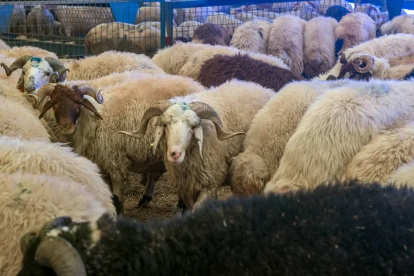 Offerfest Eve konceptet med en voksen vædder . - Stock-foto