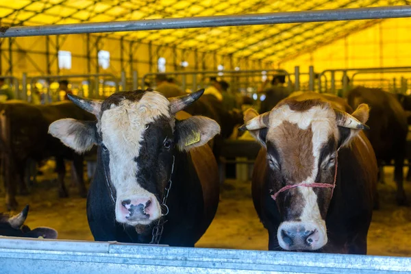 Sprzedaż bydła ofiarne. Dorosły Byk — Zdjęcie stockowe