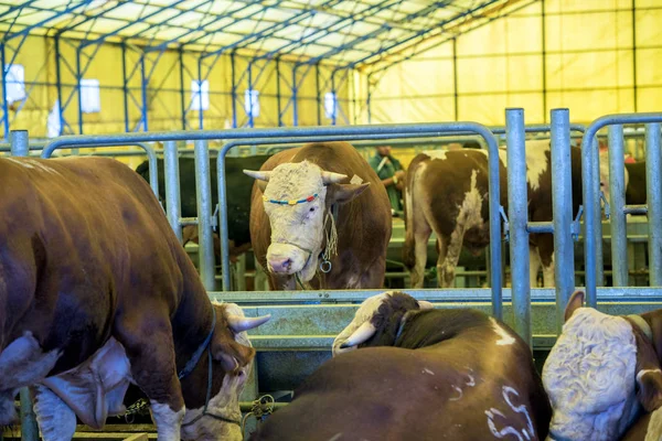 Försäljning av offer boskap. Adult Bull — Stockfoto