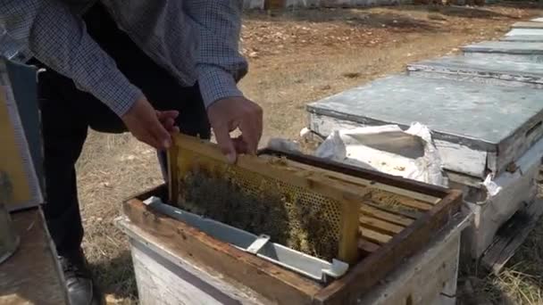Imker Houdt Honingraten Met Bijen Die Werken Het Verzamelen — Stockvideo