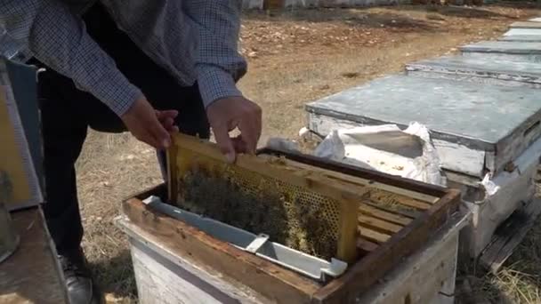 Apicultor Guarda Panales Con Abejas Que Trabajan Recogiendo Miel — Vídeo de stock