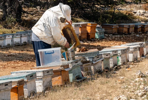 Panal en una granja de abejas — Foto de Stock