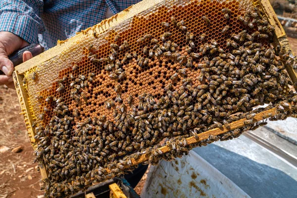 Panal en una granja de abejas —  Fotos de Stock