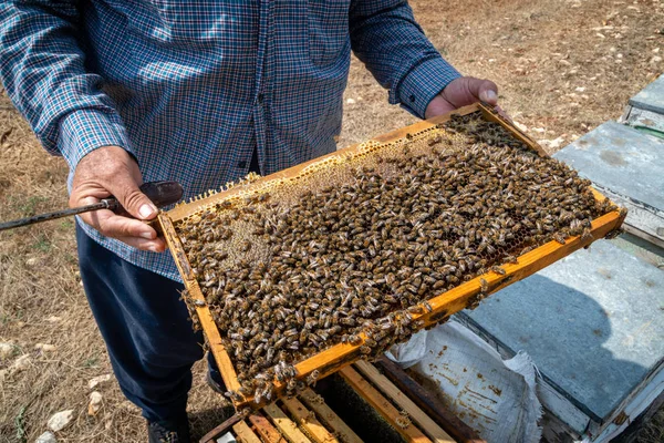 Panal en una granja de abejas —  Fotos de Stock