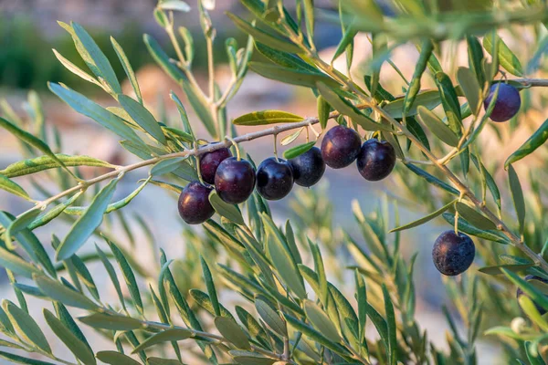 Black olives on branch — Stock Photo, Image