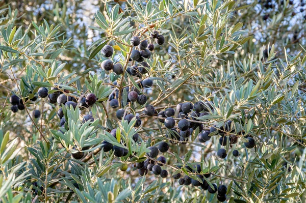 black olives on branch