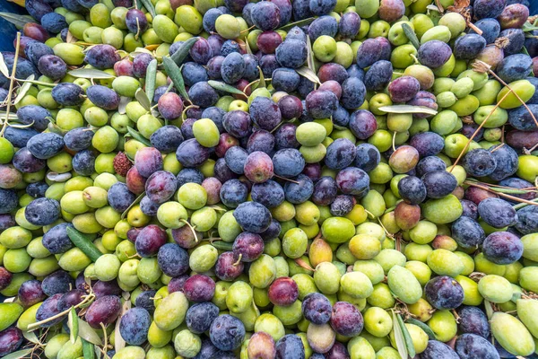 Olives in the box ready to grind — Stock Photo, Image