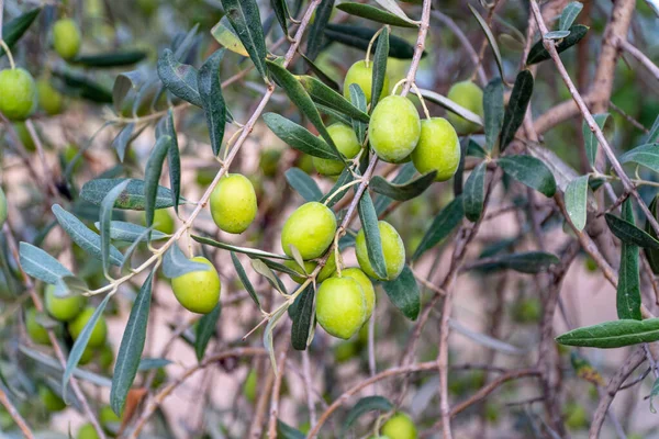 Green Olives Tree — Stock Photo, Image